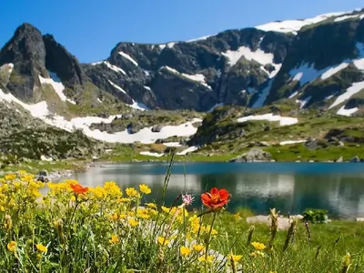 The blood-green from WWF spend 2 750 000 € on lobbying in the European Commission